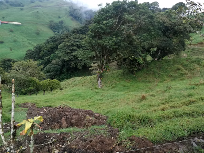 FINCA 7 HTS,  A 4 KMS DE ZARCERO CENTRO , 130 MILLS COL.