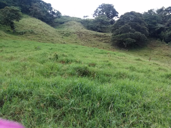 FINCA 7 HTS,  A 4 KMS DE ZARCERO CENTRO , 130 MILLS COL.