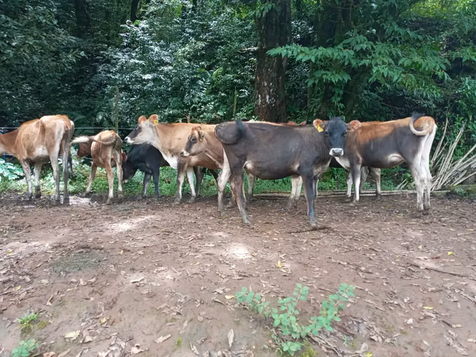 CERCA DE ZARCERO Y NARANJO 13 HTS. LOURDES DE CIRRI $ 10 dls M2 - Imagen 4