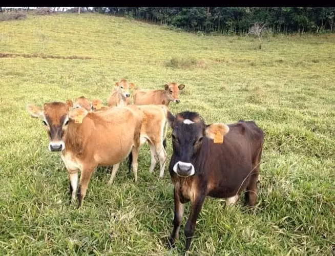 CERCA DE ZARCERO Y NARANJO 13 HTS. LOURDES DE CIRRI $ 10 dls M2 - Imagen 3