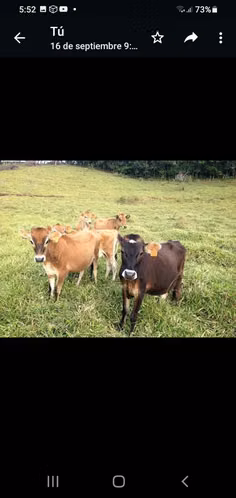 CERCA DE ZARCERO Y NARANJO 13 HTS. LOURDES DE CIRRI $ 10 dls M2 - Imagen 2