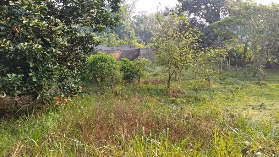 Terreno en Guacimo - Imagen 4