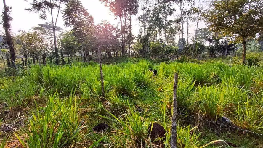 Terreno en Guacimo - Imagen 3