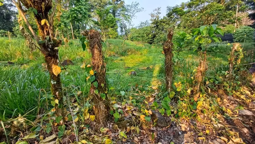 Terreno en Guacimo - Imagen 5