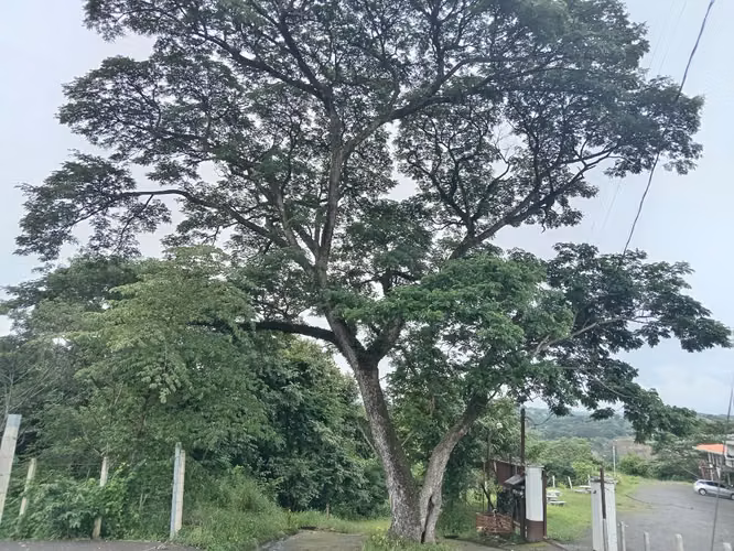 Atenas, Alajuela  lote 620 m2 negociable - Imagen 3