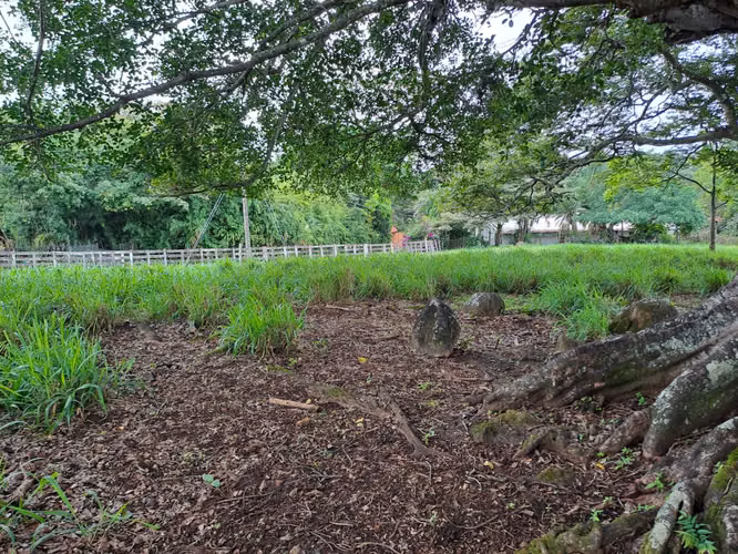 AMPLIO LOTE EN VENTA EN SANTA EULALIA DE ATENAS - Imagen 8