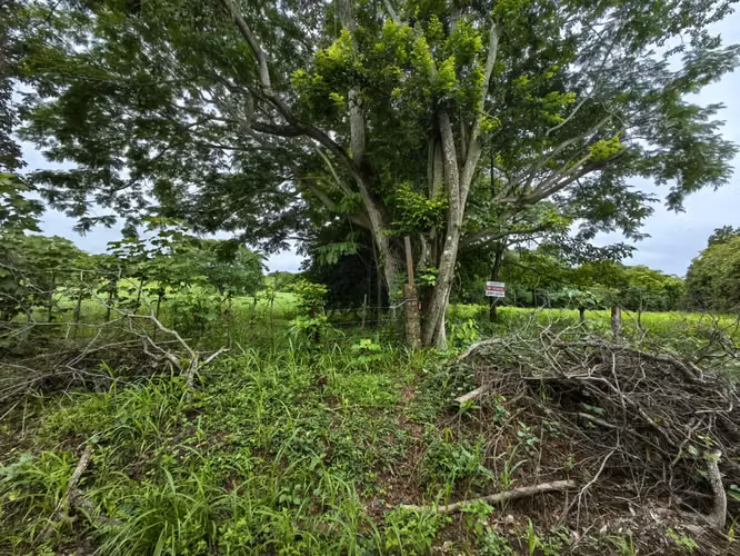 Venta de terrero en La Ceiba, Orotina con 50 m de frente - Imagen 2