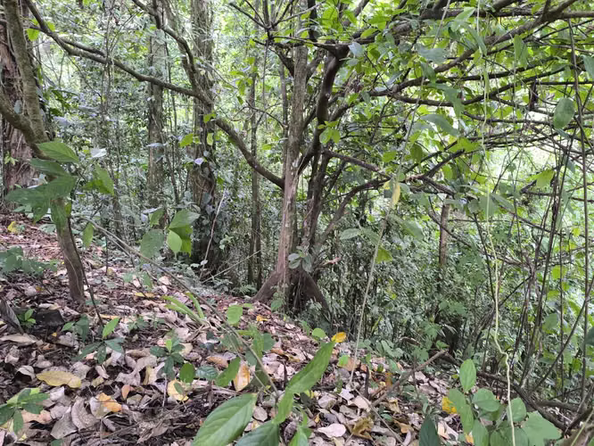 Finca en venta en La Fortuna, vistas al Volcán y al Lago - Imagen 7