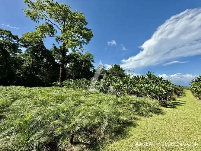 FINCA EN GUÁPILES . USO DE SUELO MIXTO
