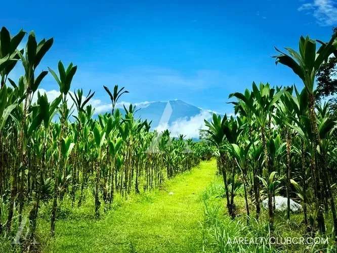 FINCA EN GUÁPILES . USO DE SUELO MIXTO