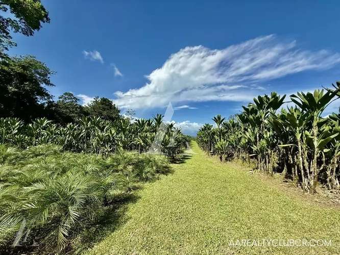 FINCA EN GUÁPILES . USO DE SUELO MIXTO