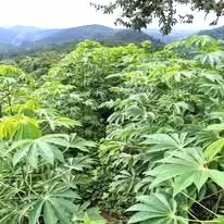 Venta finca San Ramón San Lorenzo ecológica FINANCIAMIENTO DISPONIBLE