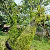 Venta finca San Ramón San Lorenzo ecológica FINANCIAMIENTO DISPONIBLE