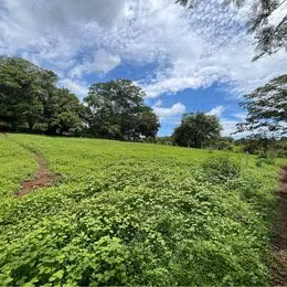 Finca Ganadera en Orotina
