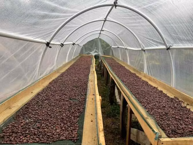 Finca productora de cacao, de 9 héctareas