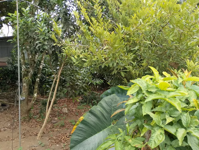 Lote con casa en Guácimo