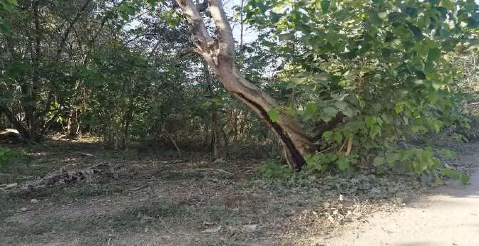 Guanacaste, Samara, El Torito a sólo 150m de Playa Samara