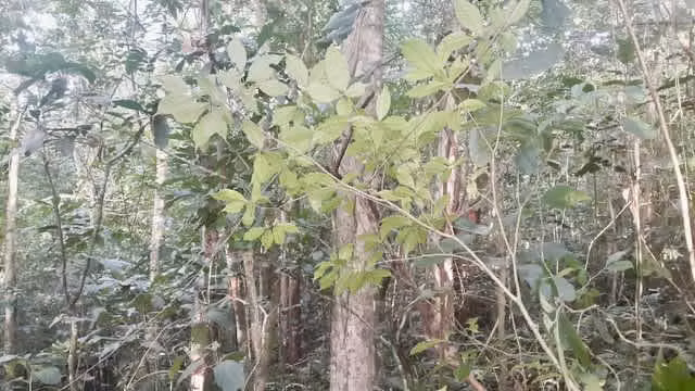 Venta finca San Carlos maderable GANGA 95 mill colones