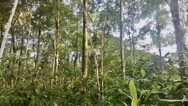 Venta finca San Carlos maderable GANGA 95 mill colones