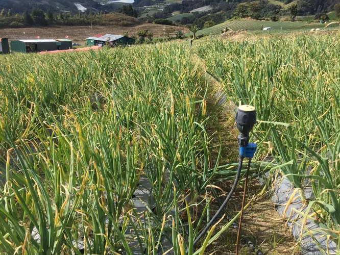 Finca en Venta en Tierra Blanca, Cartago ID 15030
