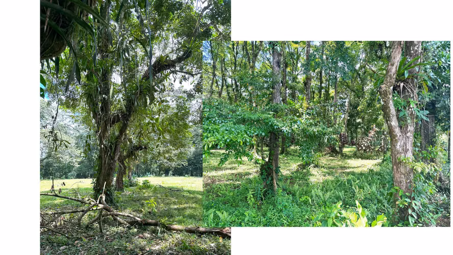 Terreno en venta en Sarapiquí, Puerto Viejo.  Inversión comercial - Imagen 12