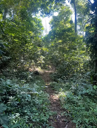 VENTA DE LOTE EN POCORA DE GUACIMO, LIMON - Imagen 14