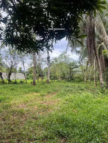 VENTA DE TERRENO EN POCORA, GUACIMO, LIMON - Imagen 2