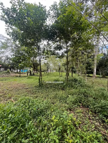 VENTA DE TERRENO EN POCORA, GUACIMO, LIMON - Imagen 4