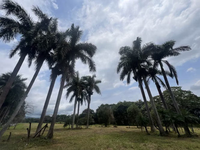 Finca en Venta en San Mateo de Orotina 67.000 m² - Imagen 10