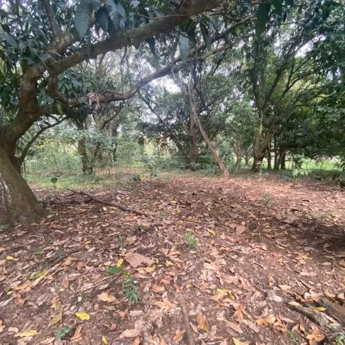 VENTA DE LOTE, USO MIXTO, ALAJUELA, OROTINA, HACIENDA VIEJA - Imagen 4