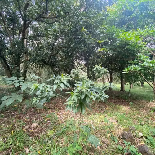 VENTA DE LOTE, USO MIXTO, ALAJUELA, OROTINA, HACIENDA VIEJA - Imagen 2