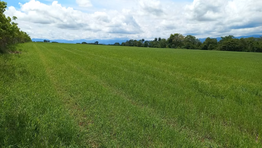 Finca en Venta en Orotina, 56 Hectáreas, potencial desarrollar. - Imagen 5