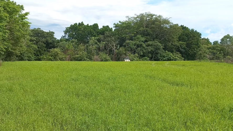 Finca en Venta en Orotina, 56 Hectáreas, potencial desarrollar. - Imagen 9