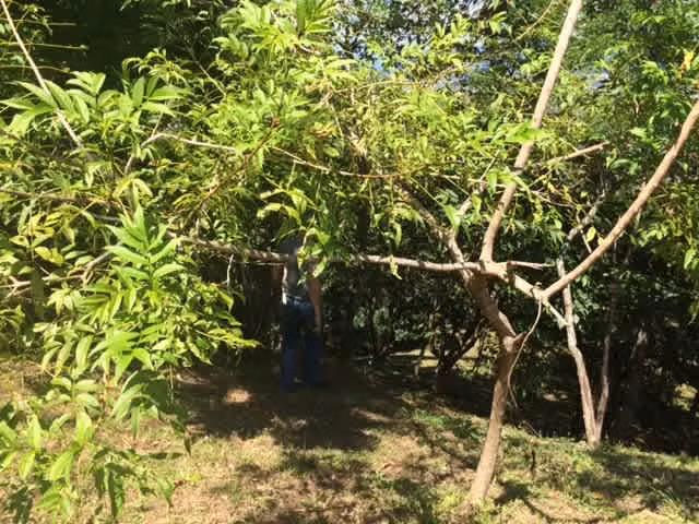 Vendo terreno en Piedades de Santa Ana