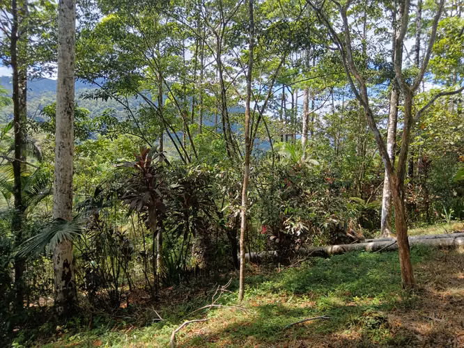 GRAN REBAJO!!!!!Se vende finca San Miguel, La Tigra, San Carlos - Imagen 11