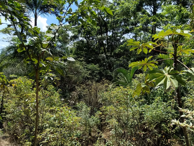 GRAN REBAJO!!!!!Se vende finca San Miguel, La Tigra, San Carlos - Imagen 20