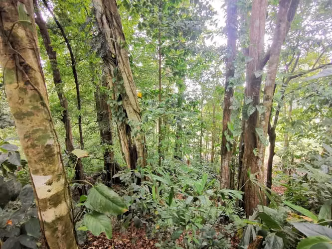 Lote en venta, Florencia de San Carlos, Las Cuestillas, Río peje