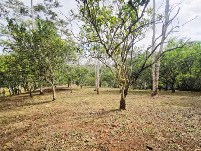 Lote en venta, Florencia de San Carlos, Las Cuestillas, Río peje