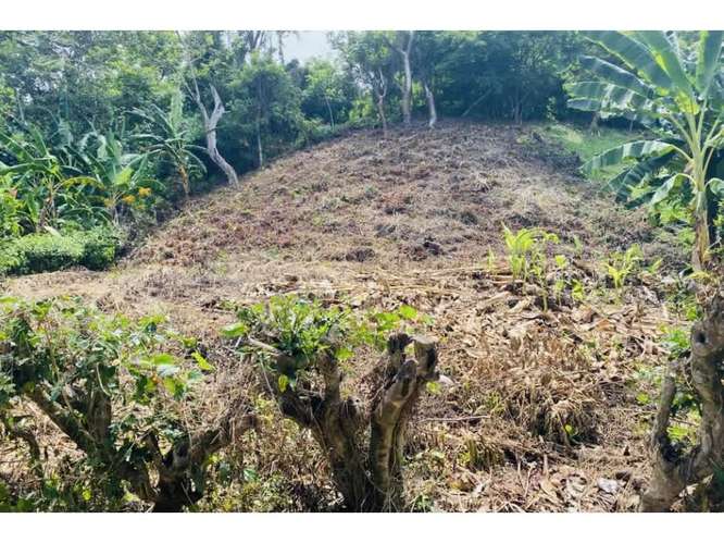 Lot with Ocean view,  Playa Ostional, Guanacaste, Costa Rica. - Imagen 6