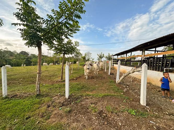 Finca Ganadera y de Inversión de 15 Hectáreas | Naciente de Agua | San Carlos