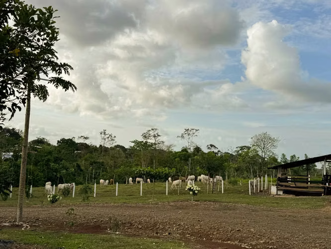 Finca Ganadera y de Inversión de 15 Hectáreas | Naciente de Agua | San Carlos