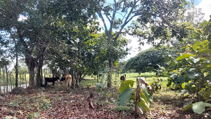 Finca de 8.8 ha Puntarenas 400m Interamericana