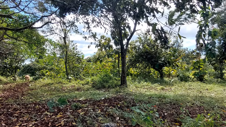 Finca de 8.8 ha Puntarenas 400m Interamericana