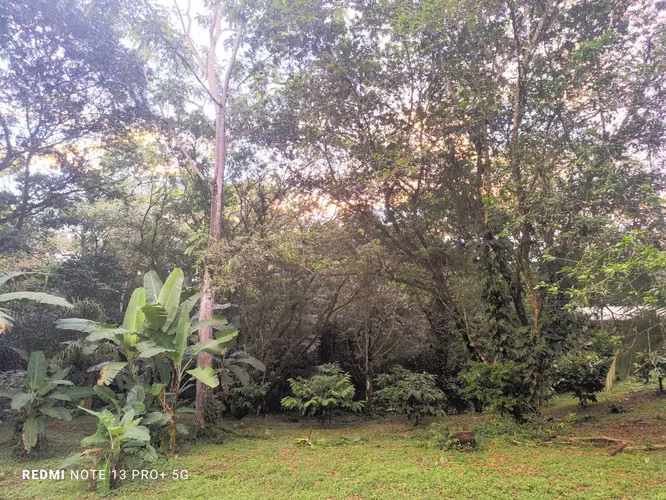 Finca en venta en San Carlos, con casa y apartamento, con bosque y riachuelo - Imagen 20