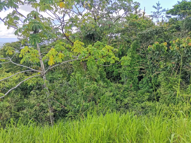 Finca en Venta en San Carlos, vistas al Volcán, cerca de La Fortuna - Imagen 12