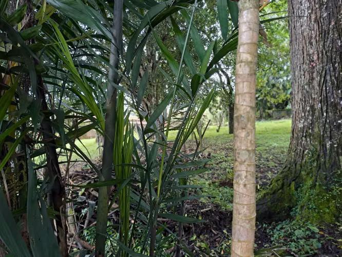 Lote en Venta en San Ramón de Tres Rios, Cartago La Unión
