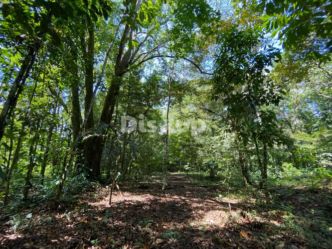 Venta de finca en Ciudad Neily, Corredores. Coloradito, 15 mil m2.