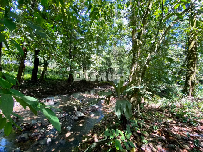 Venta de finca en Ciudad Neily, Corredores. Coloradito, 15 mil m2.