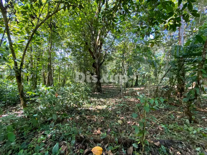 Venta de finca en Ciudad Neily, Corredores. Coloradito, 15 mil m2.