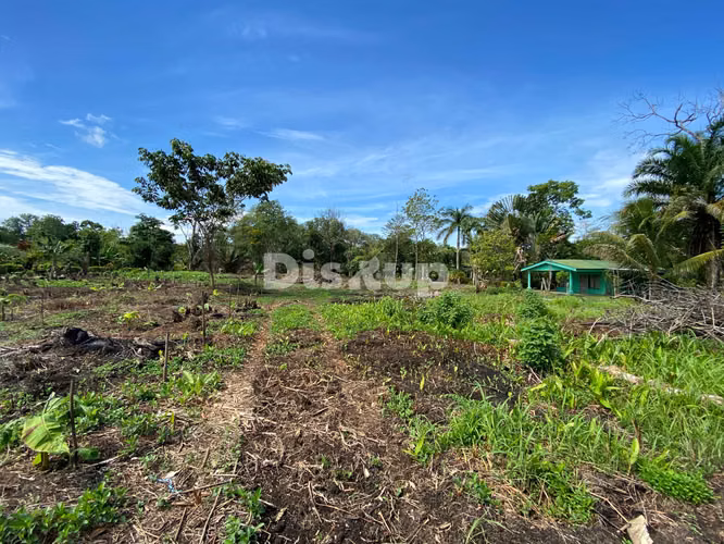 Venta de finca en Ciudad Neily, Corredores. Coloradito, 15 mil m2.